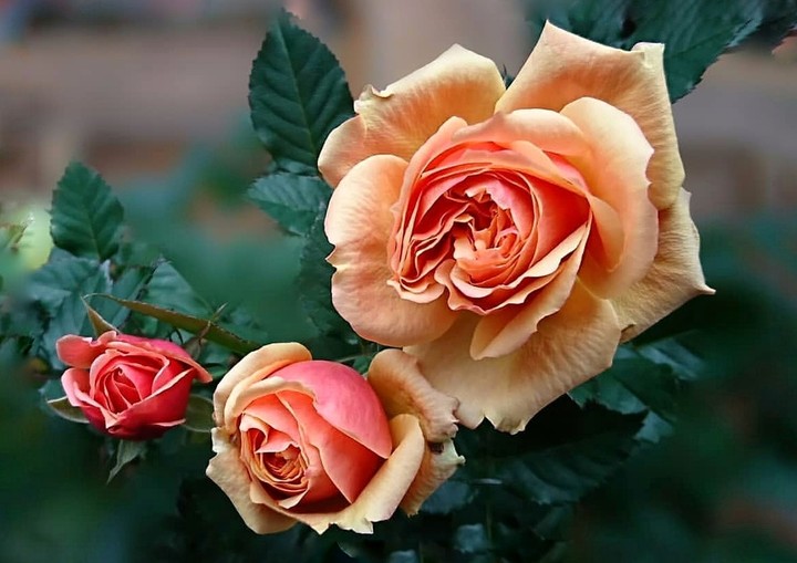 Roses