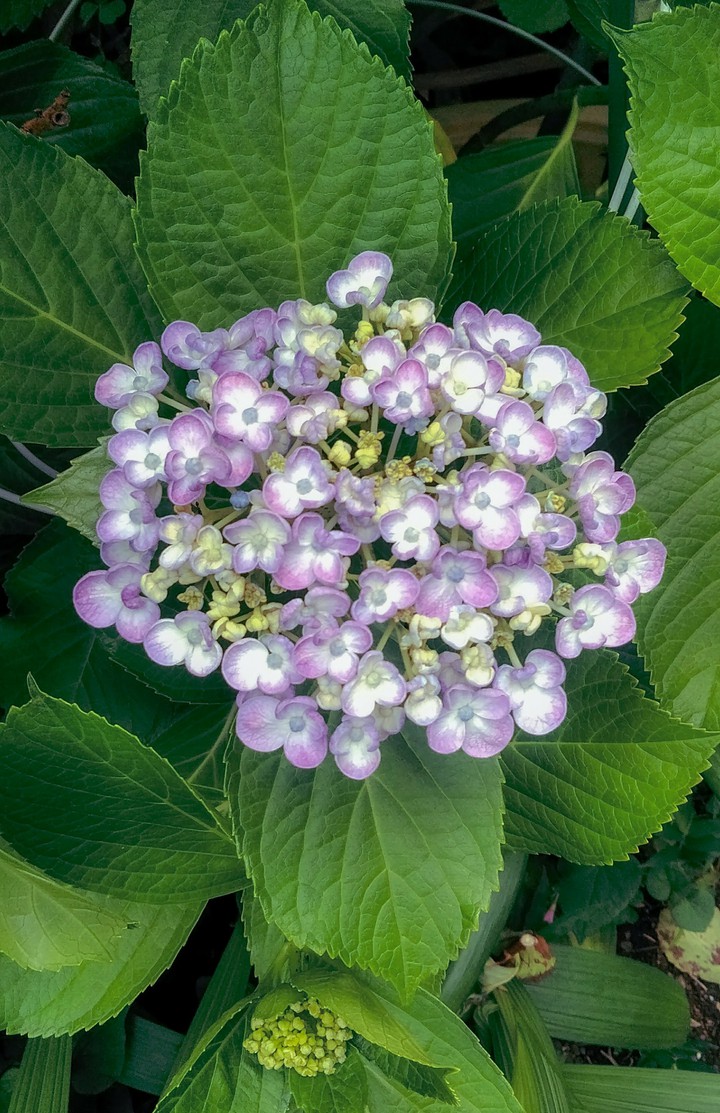 hydrangea