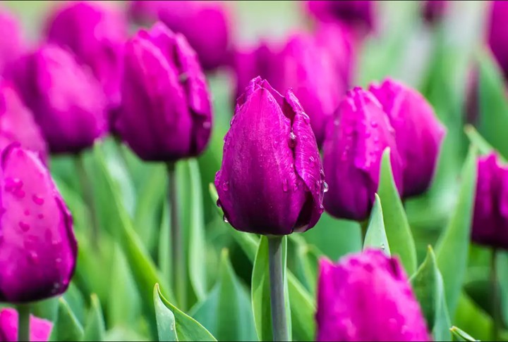 tulip