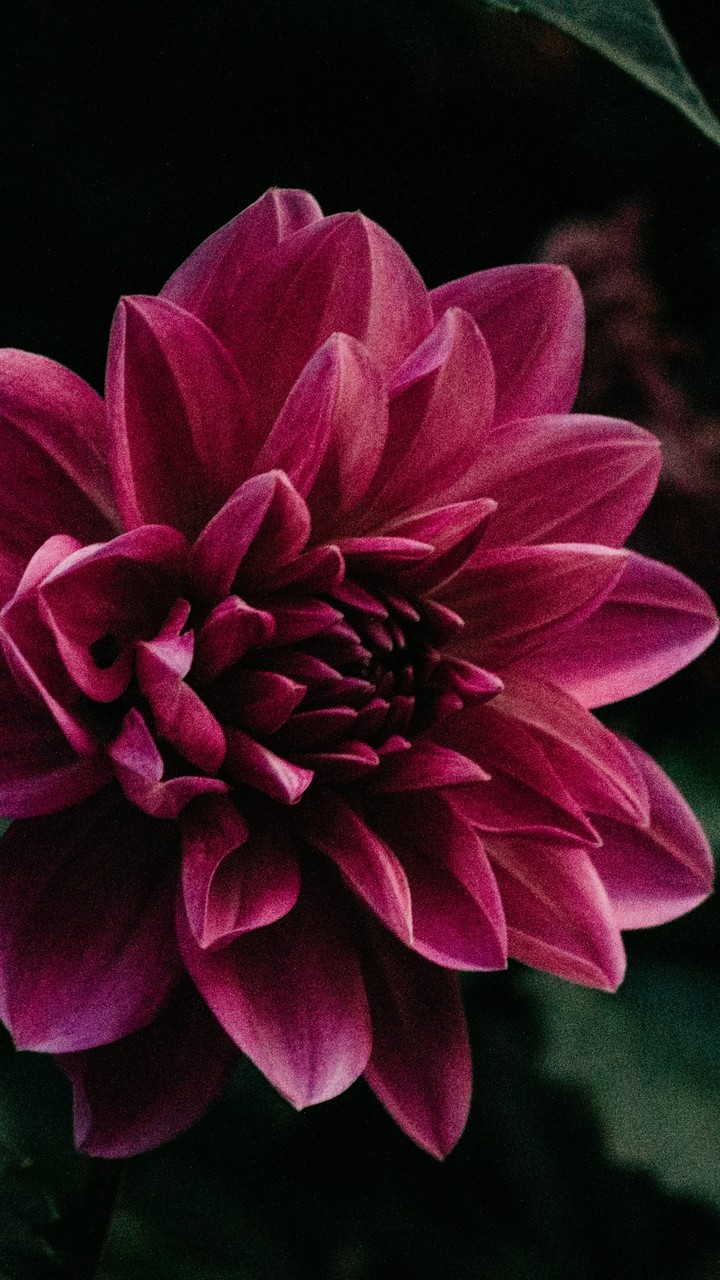 Red Flower