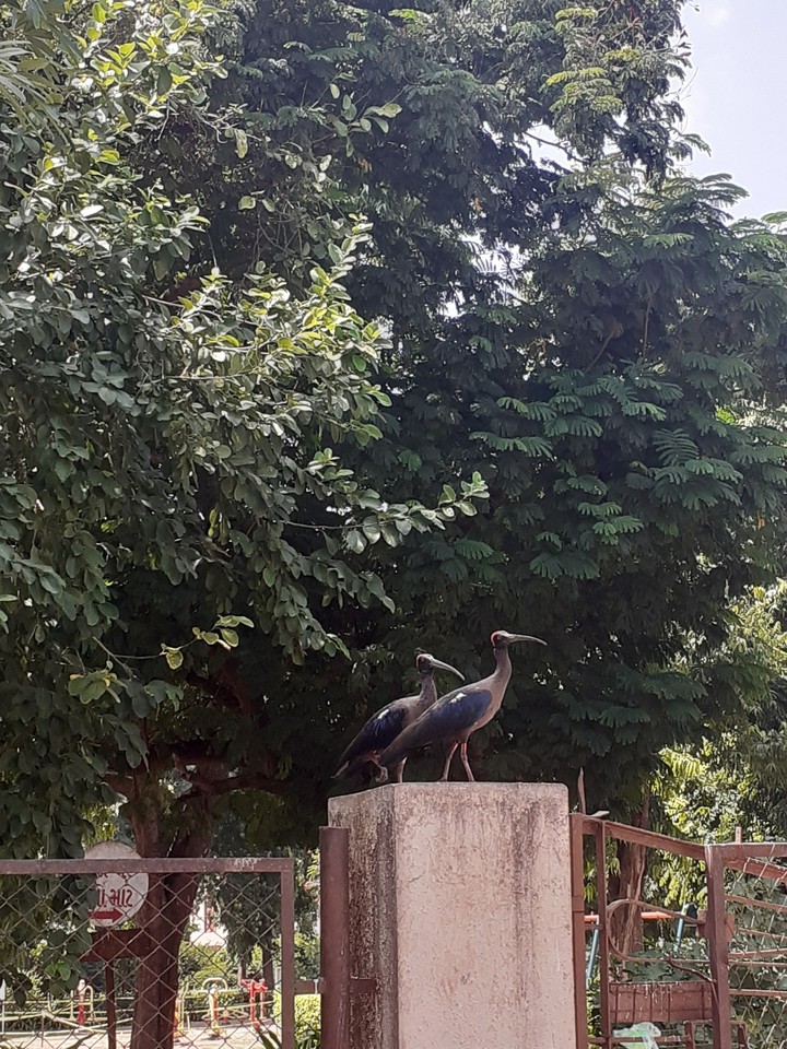 Birds