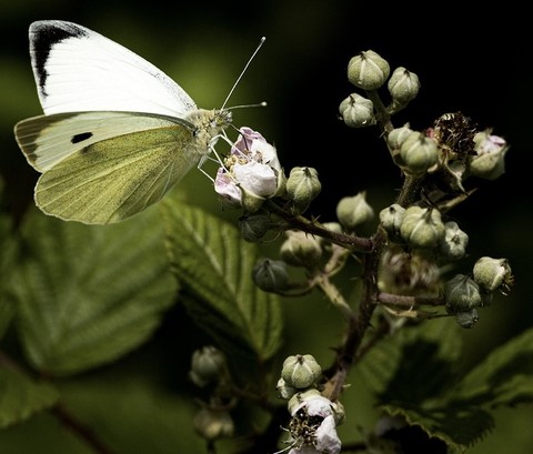 pollinator, Yellow壁纸