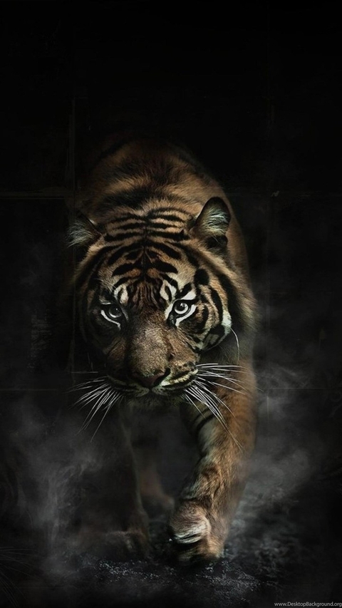 whiskers, panthera वॉलपेपर