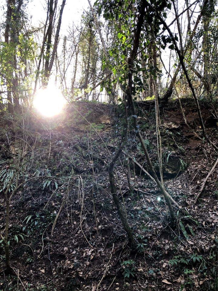 sun forest