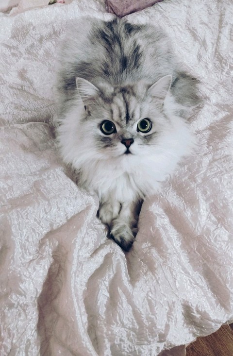Sweet Cat