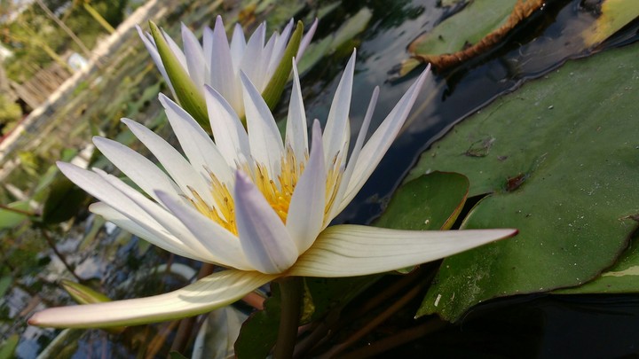 white lily