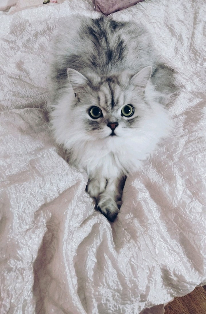 Sweet Cat