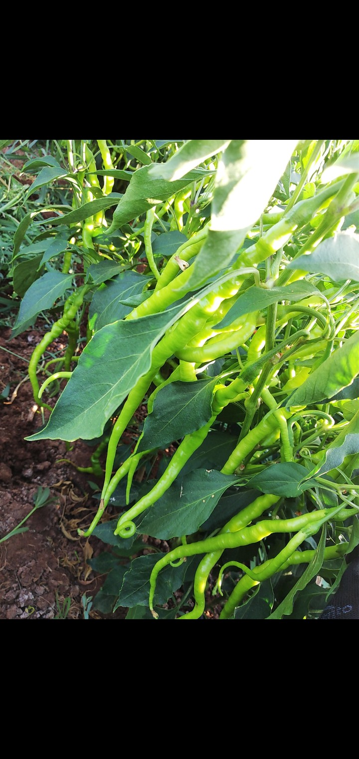 pepper