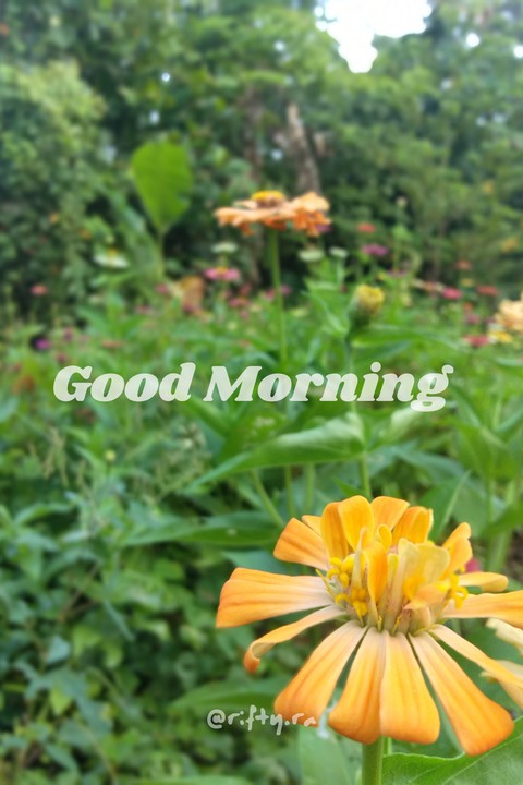 good morning