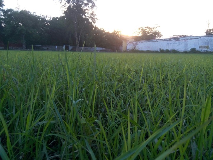 Beauty of grass