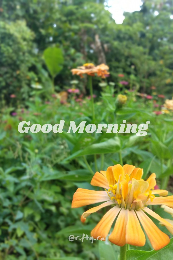 good morning