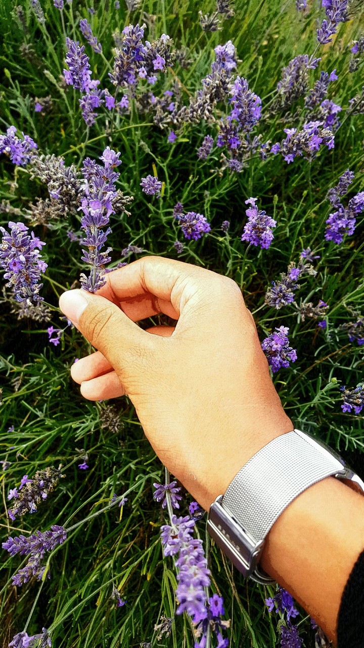 lavender fields