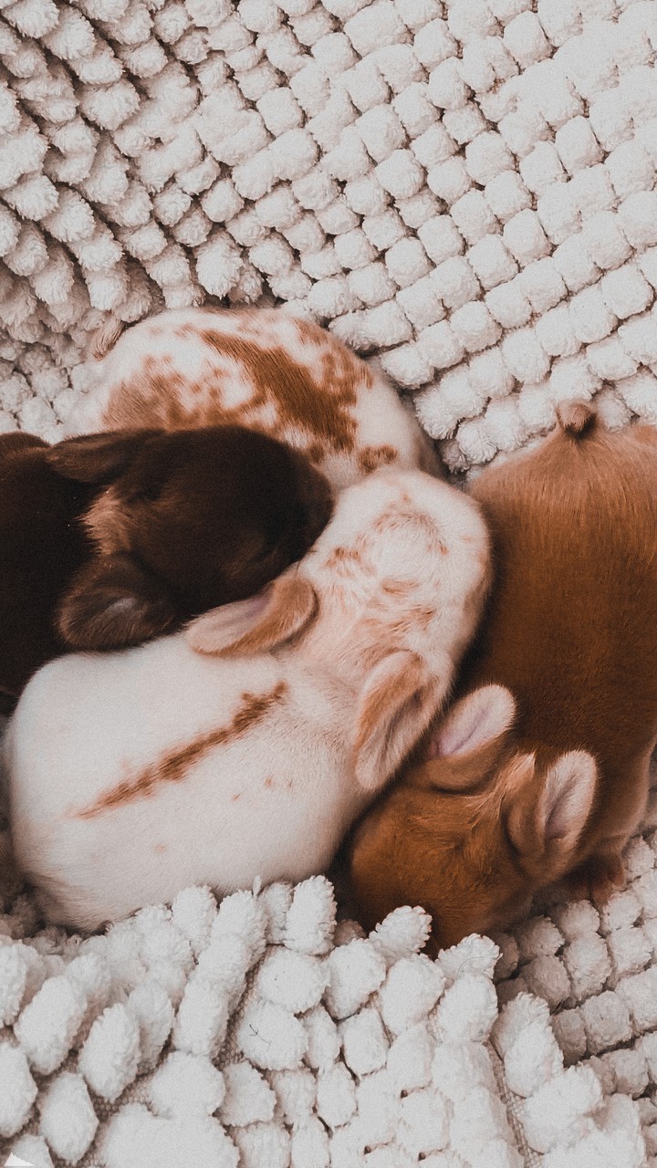 bunnies