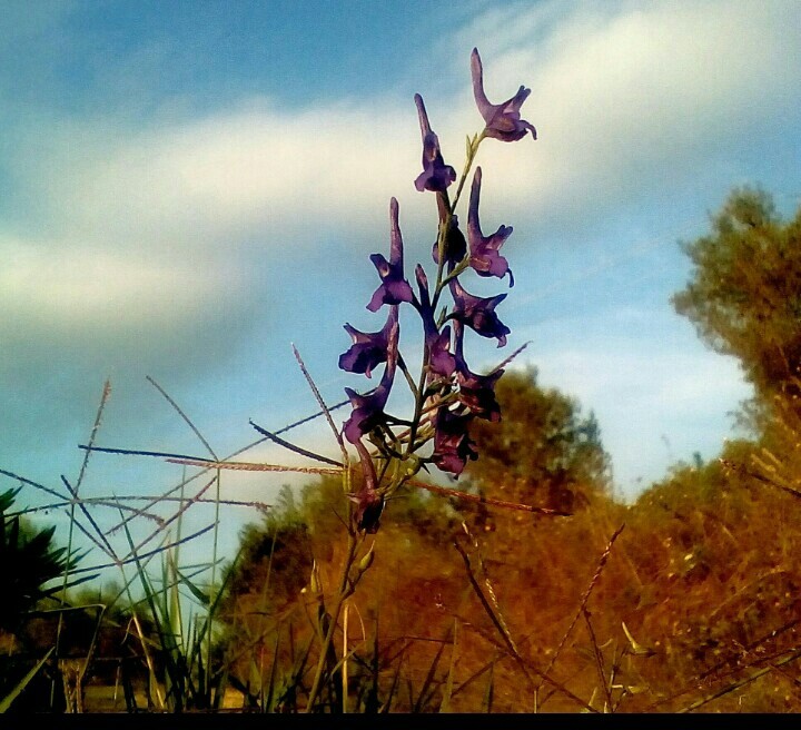 flower