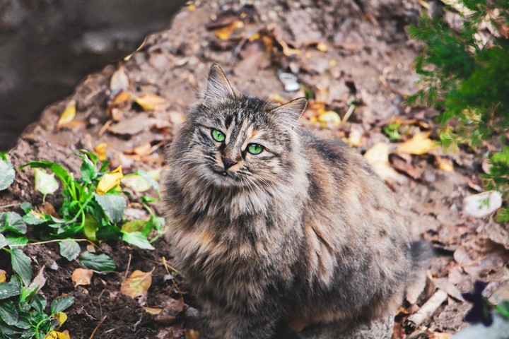 green eyes