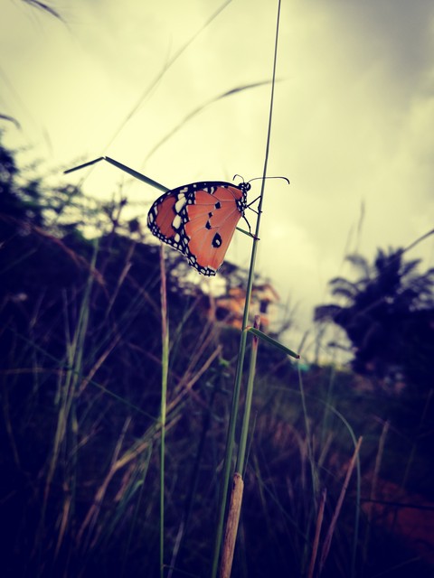 invertebrate, grass achtergronden