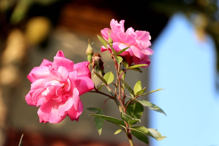 rose 