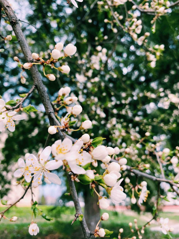 Spring, flowers