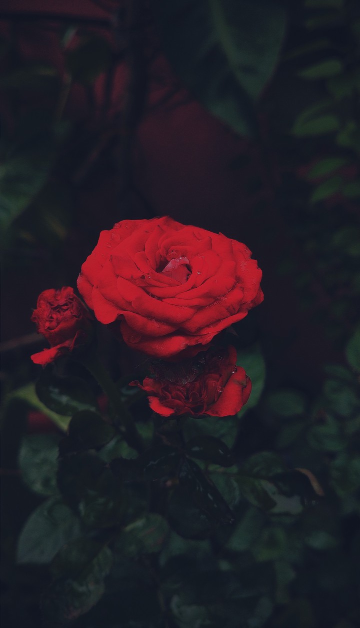 rose