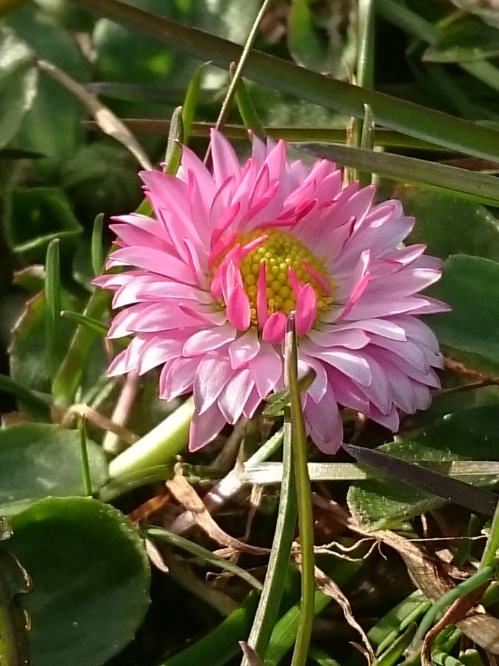 Gänseblümchen 