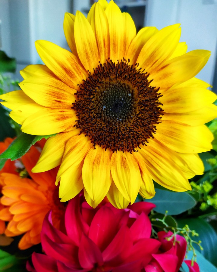 sunflower