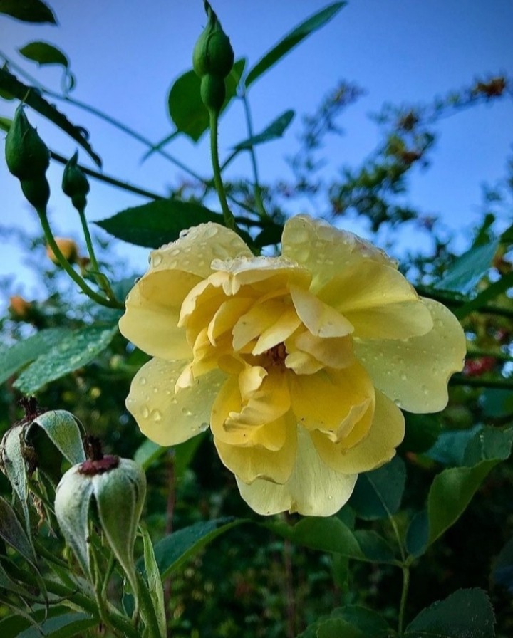 Y♥️  Yellow love
