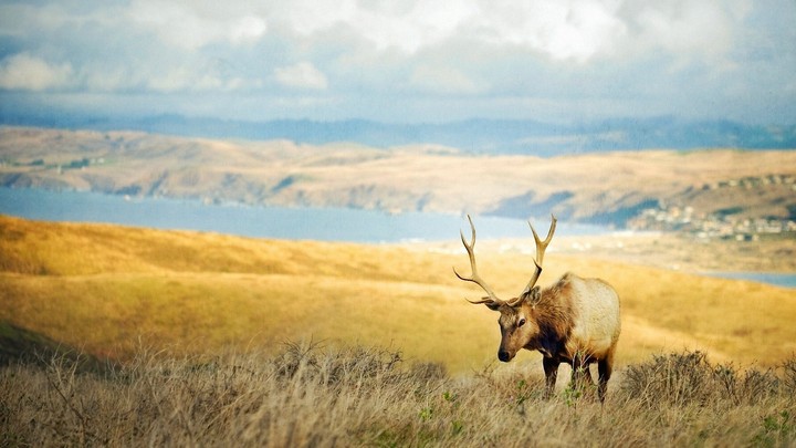 Elk on the meadow