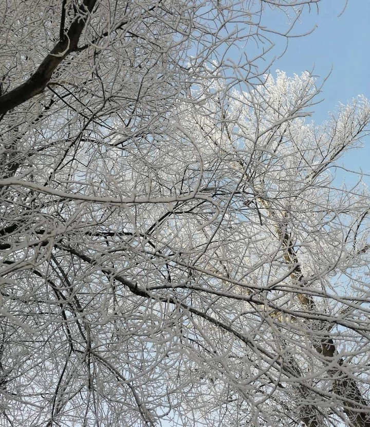 snow trees