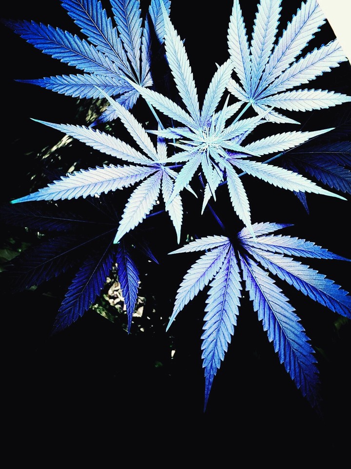 the best plant in the world