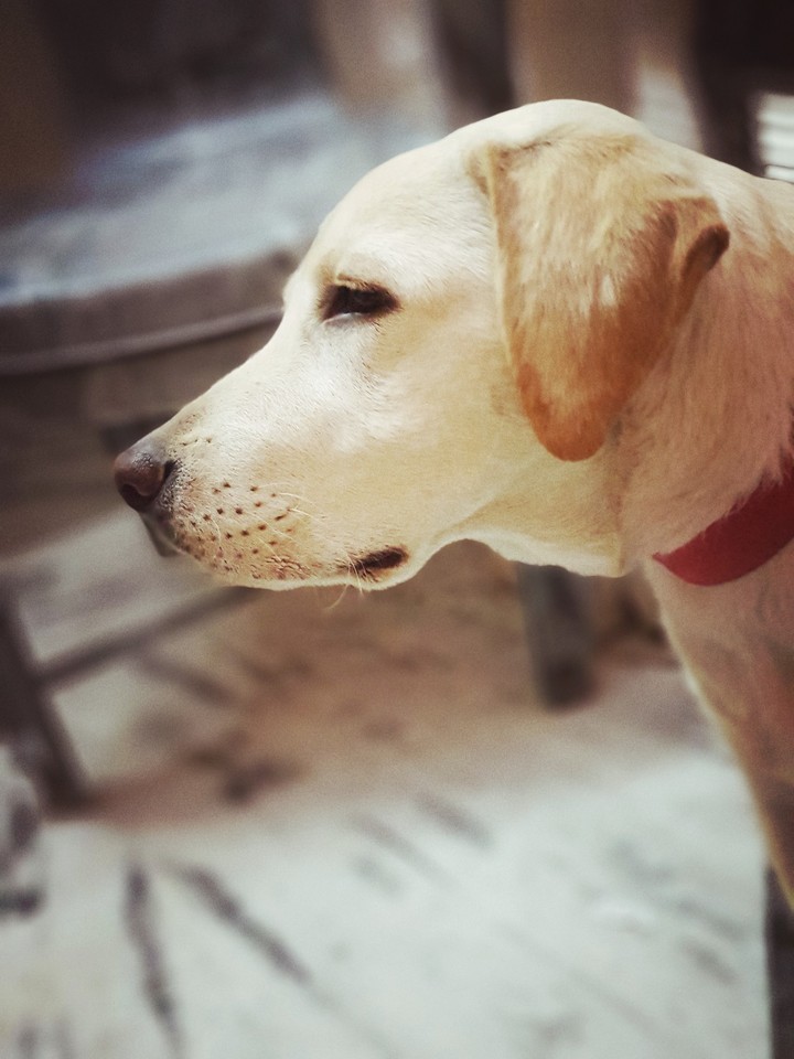 labra