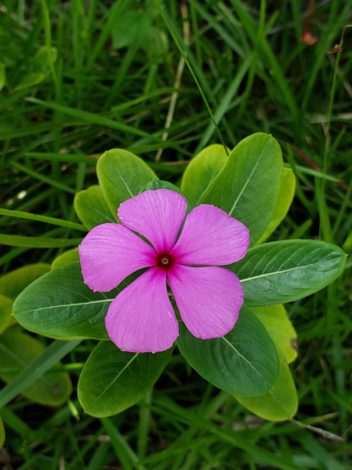 Flor num jardim qualquer