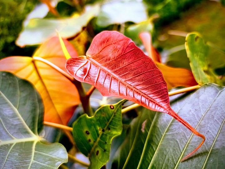 red leaf ?