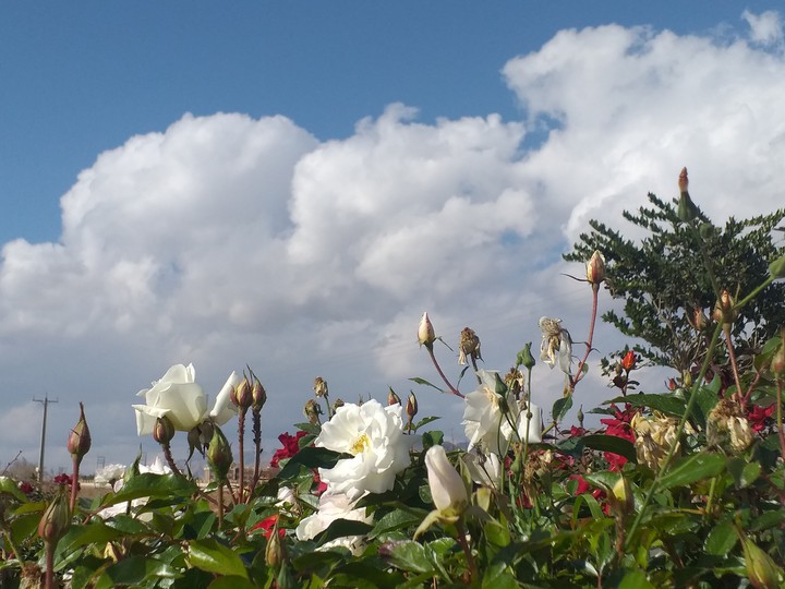 flower