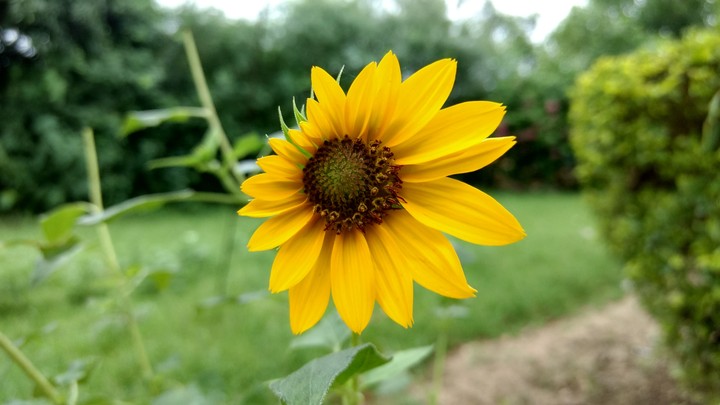 sunflower