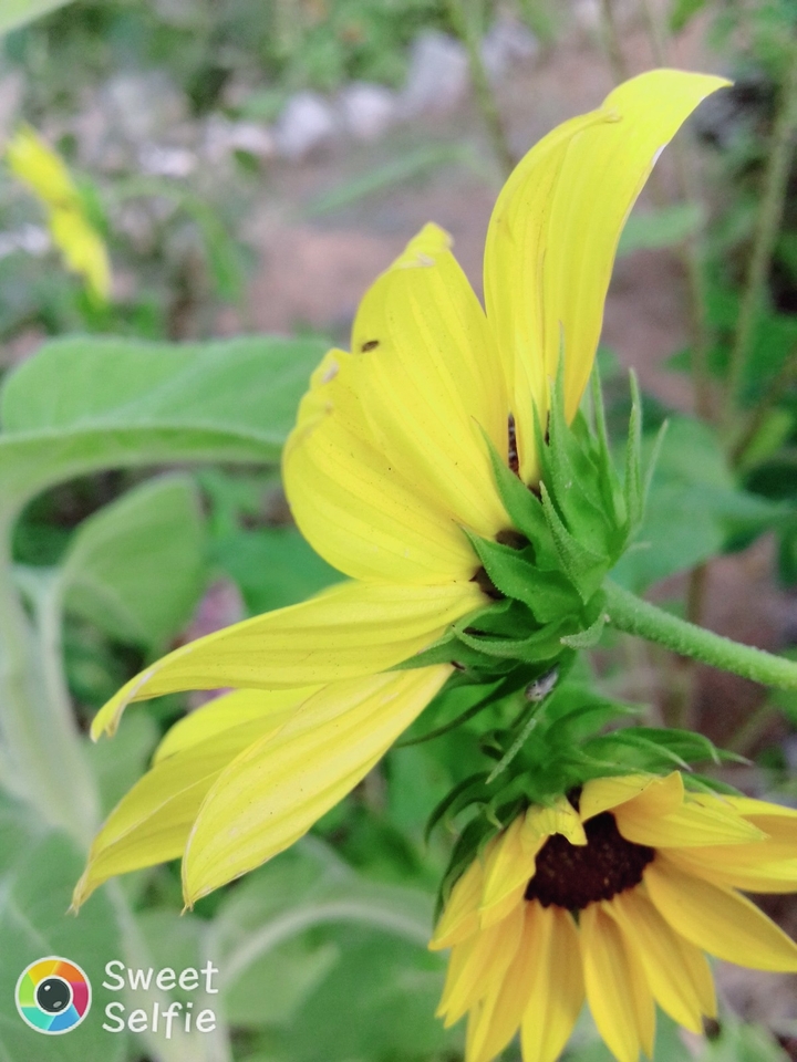 Like a Sunflower...