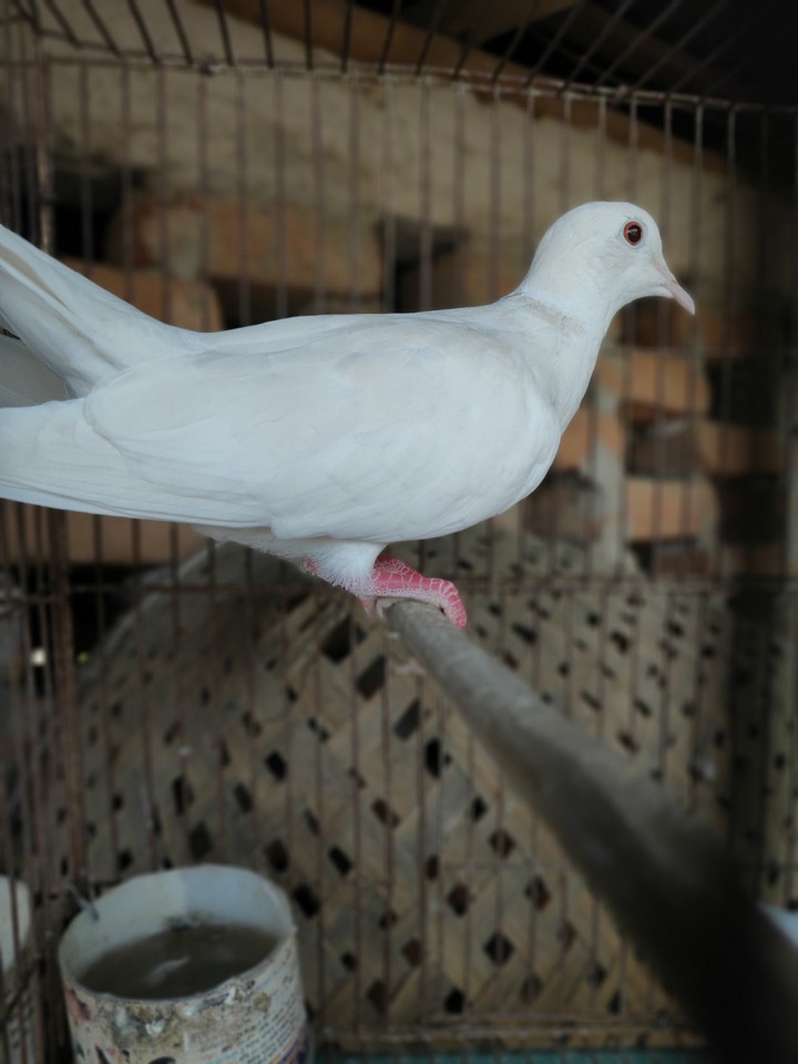Dove
