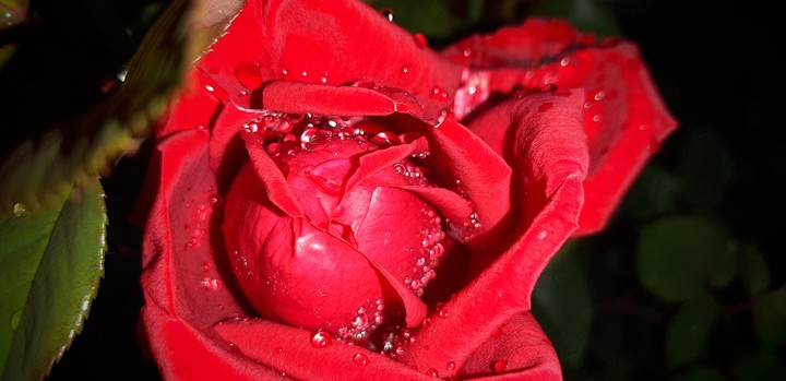 roses