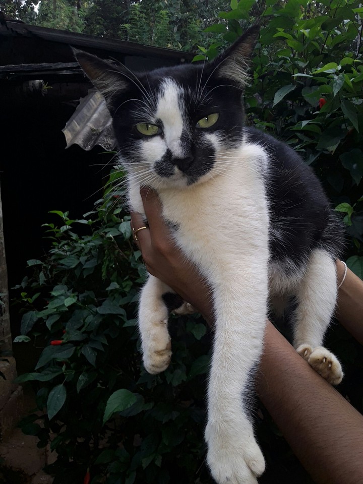 karumbi