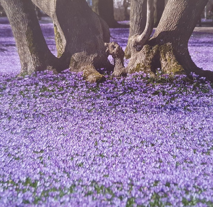 Blumen