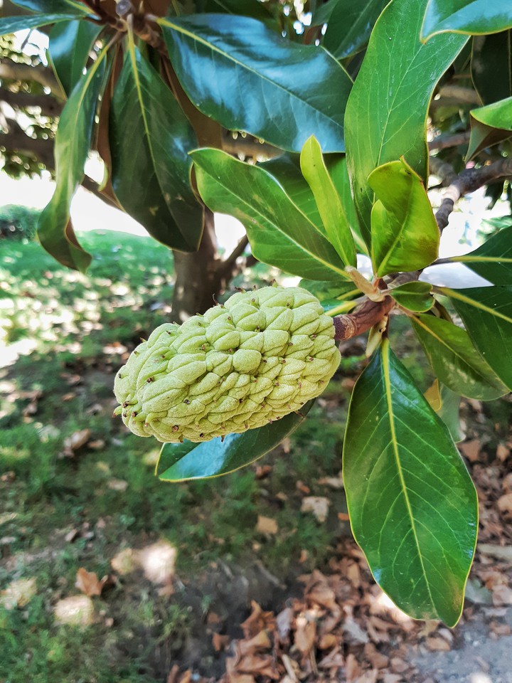 Magnolia fruit
