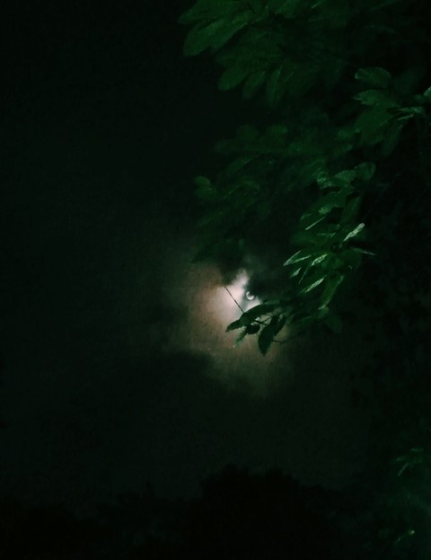 Midnight Moon