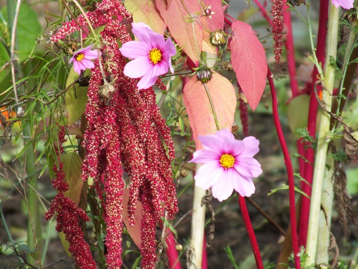 Blumen