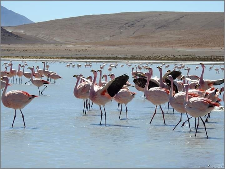 Antofagasta de la Sierra