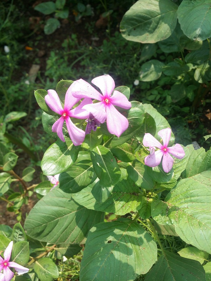 Catharanthus roseus(Madagascar periwinkle)