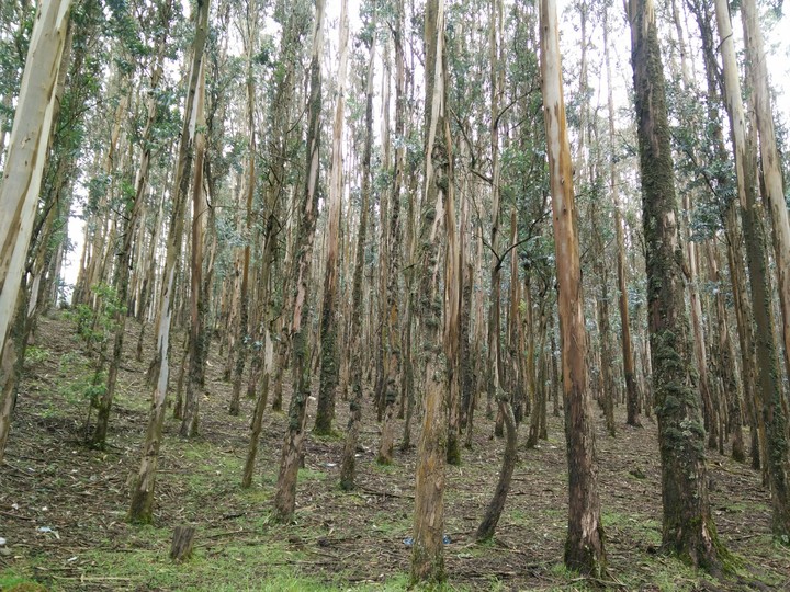 Bamboo