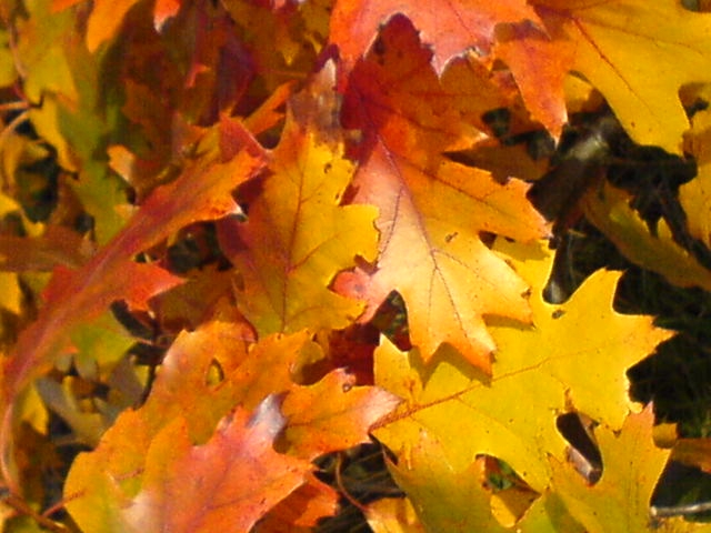 autumn