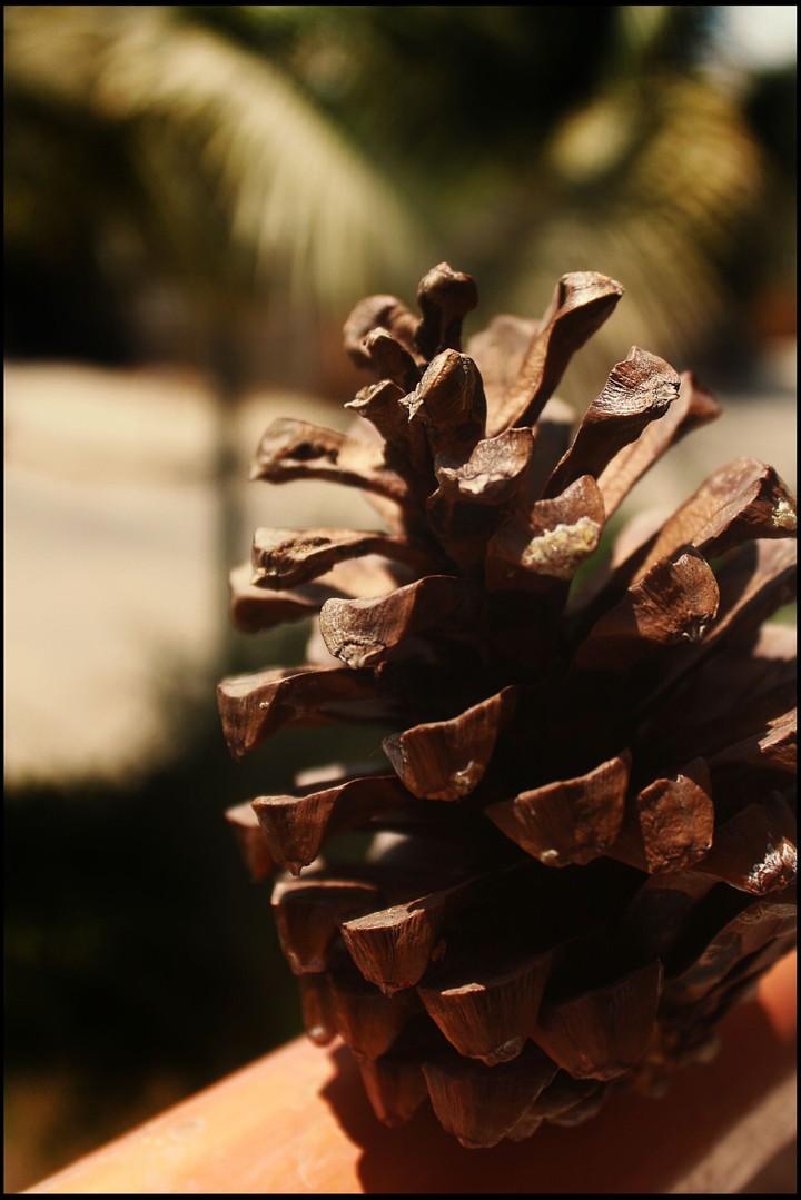 Pinecone