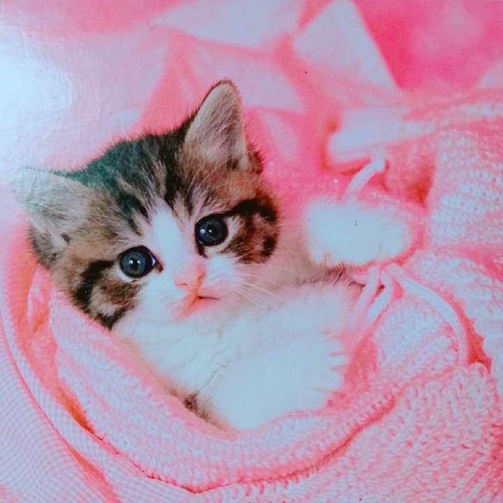 고양이 퍼즐 상자