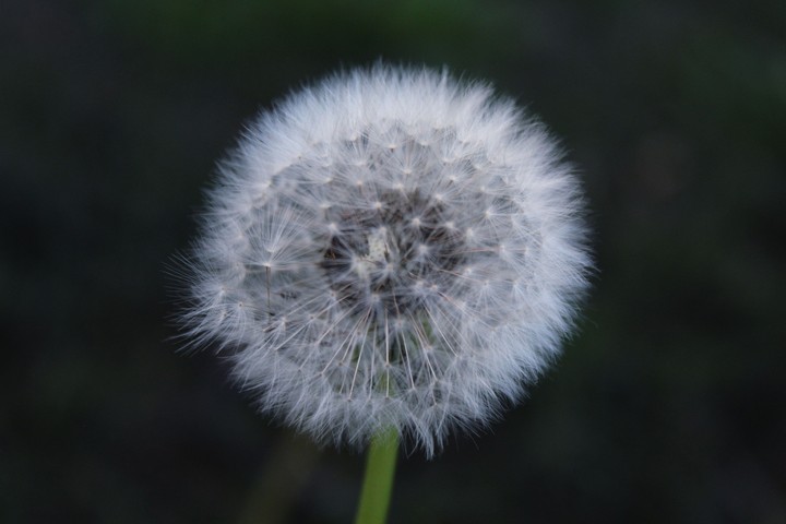 Diente de León