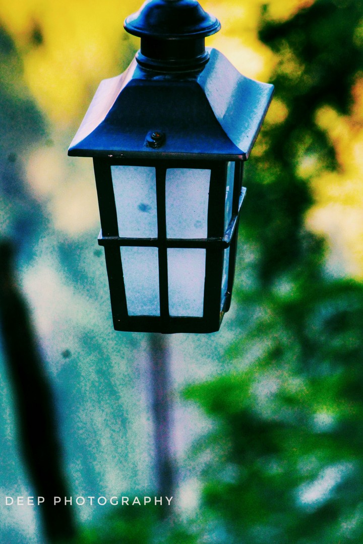 Low light at green garden